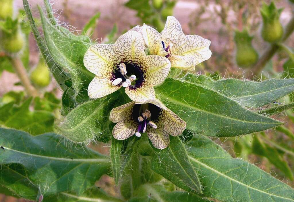 Image of black henbane