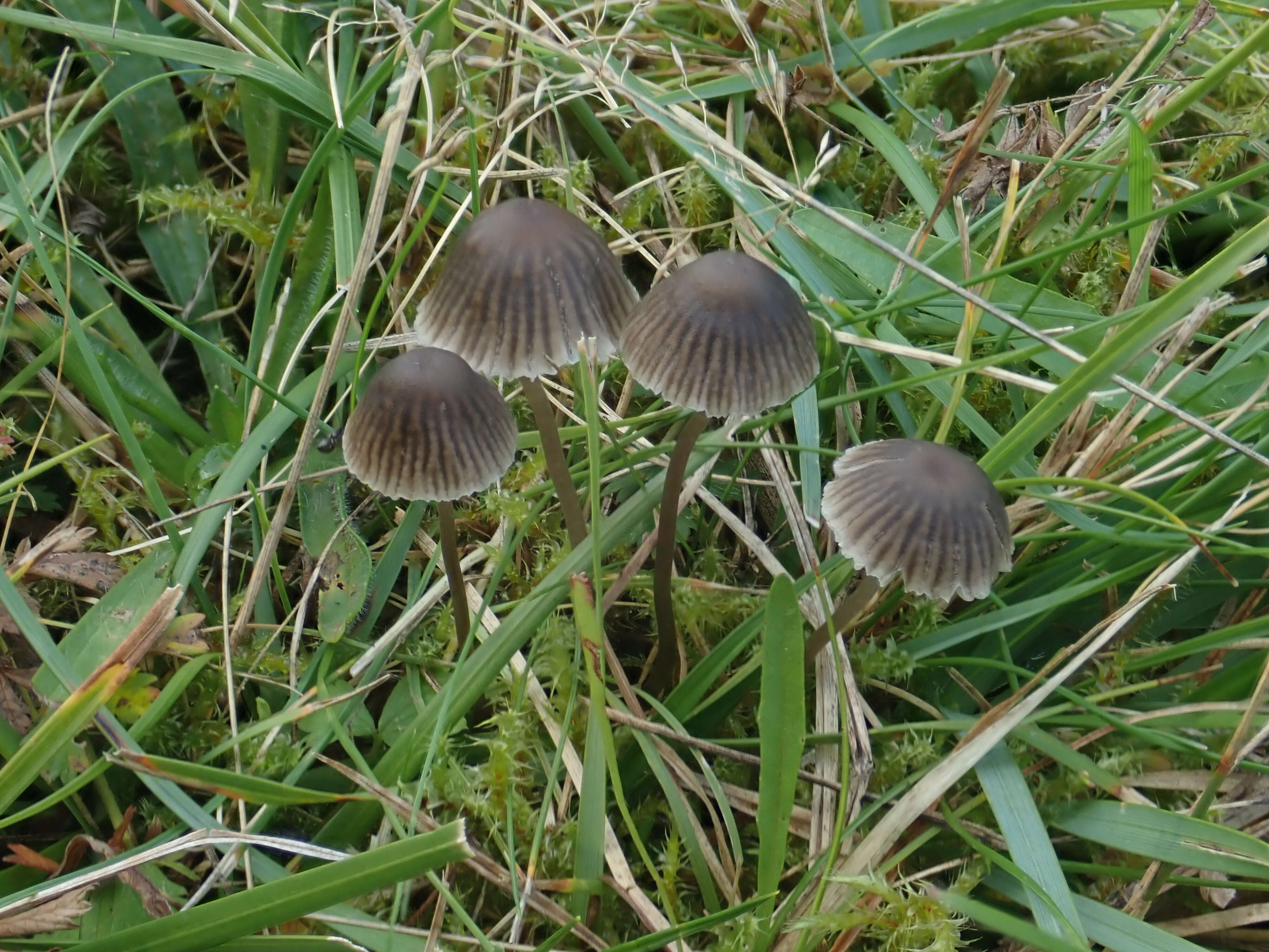 Image of Mycena leptocephala (Pers.) Gillet 1876