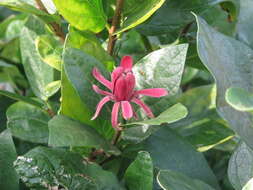 Image of western sweetshrub