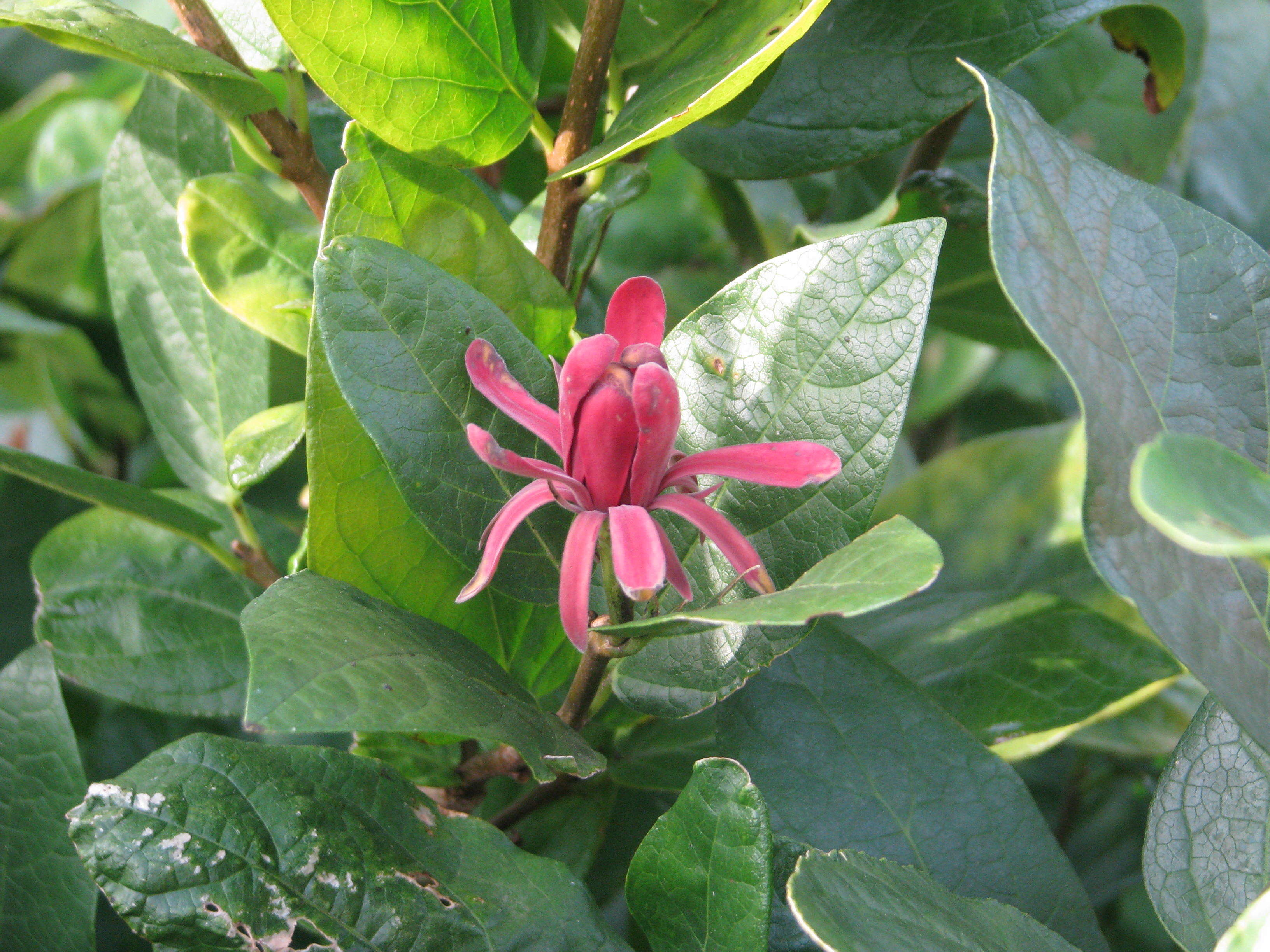 Image de Calycanthus occidentalis Hook. & Arn.