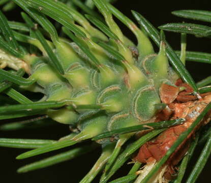 Image of Eastern Spruce Gall Adelgid