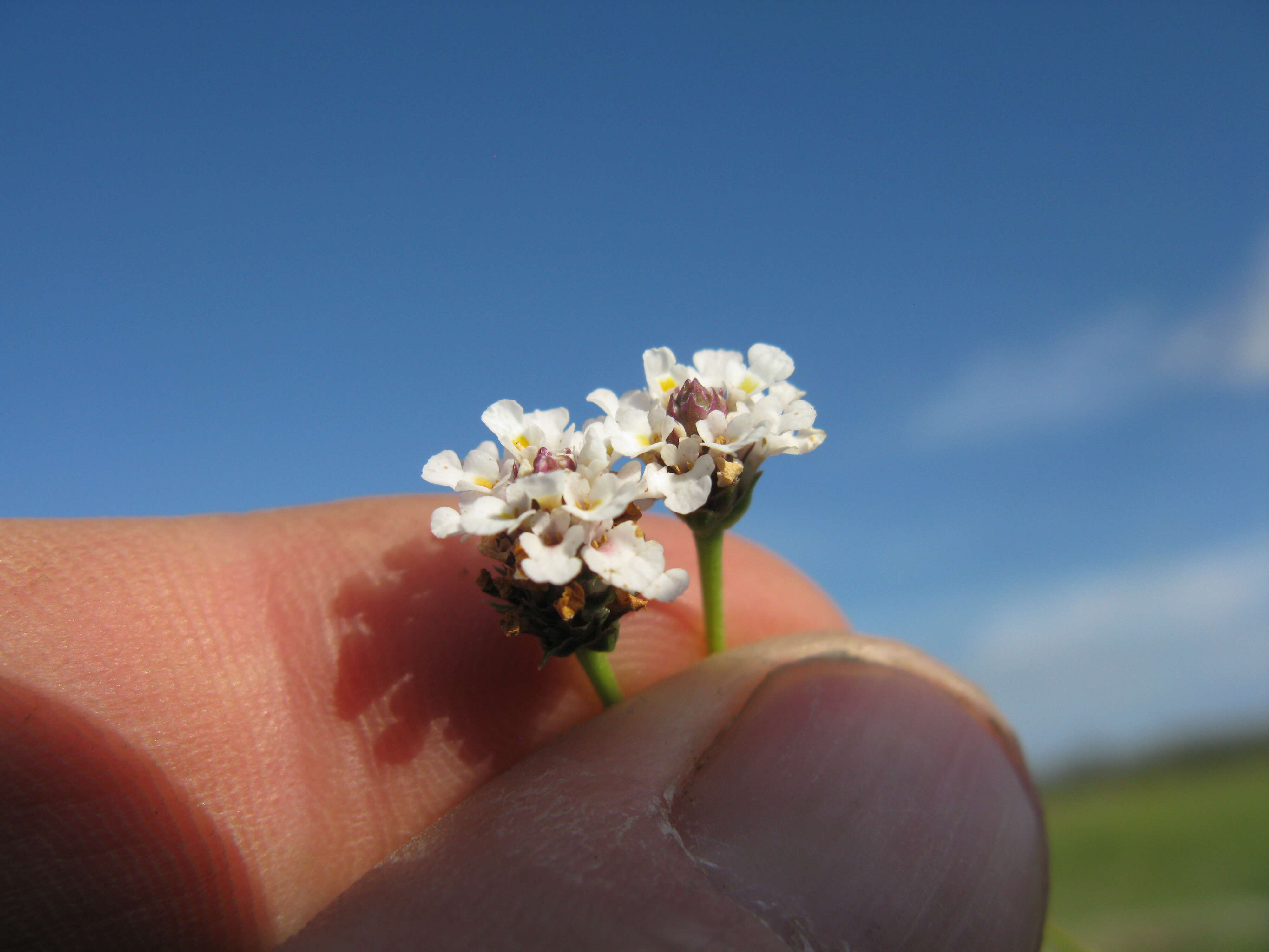 Plancia ëd Phyla nodiflora var. minor (Gillies & Hook.) N. O'Leary & Múlgura