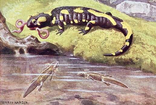 Image of Common Fire Salamander