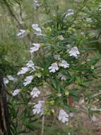 Image of Narrow-leaved Mint-bush