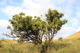 Plancia ëd Protea comptonii Beard