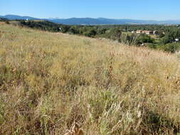 Image of Smooth Meadow-grass