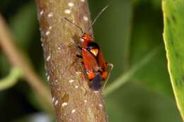 Image of red capsid bug