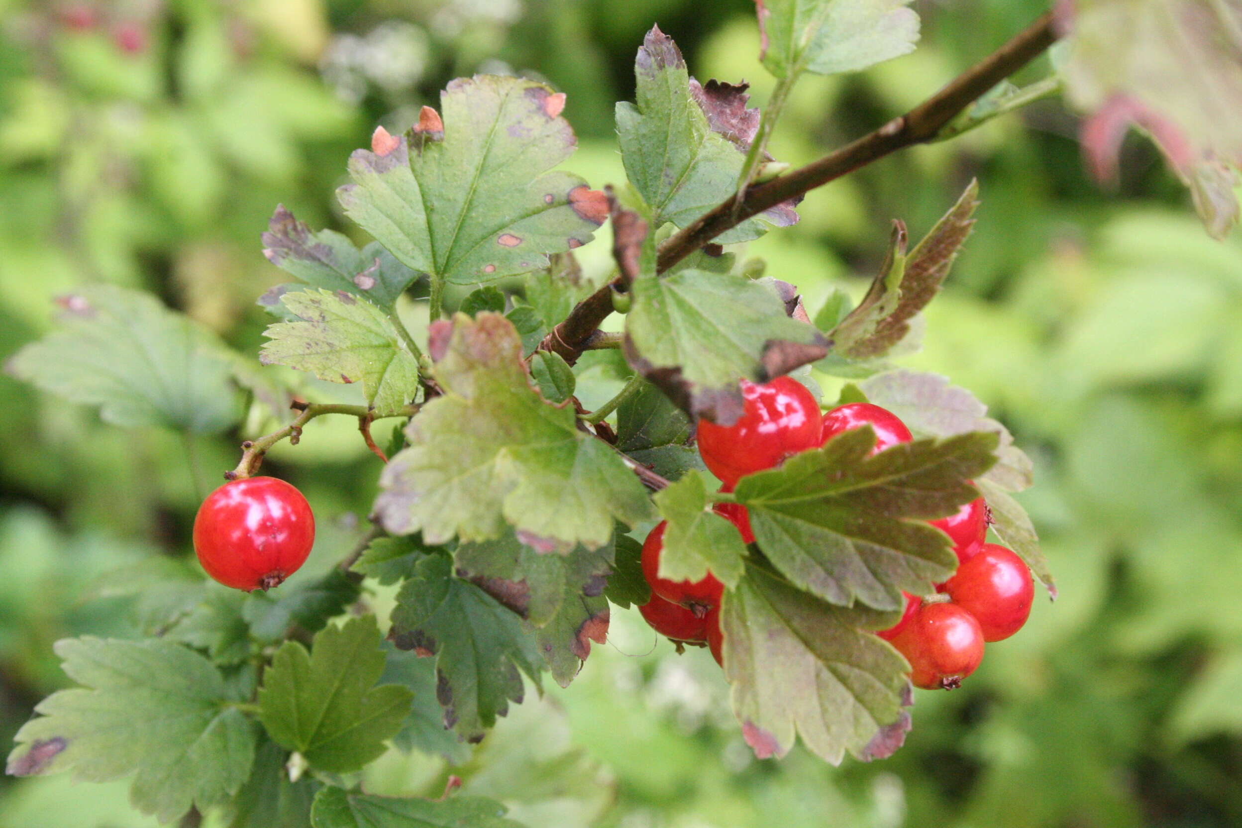 Image of Rock Red Currant