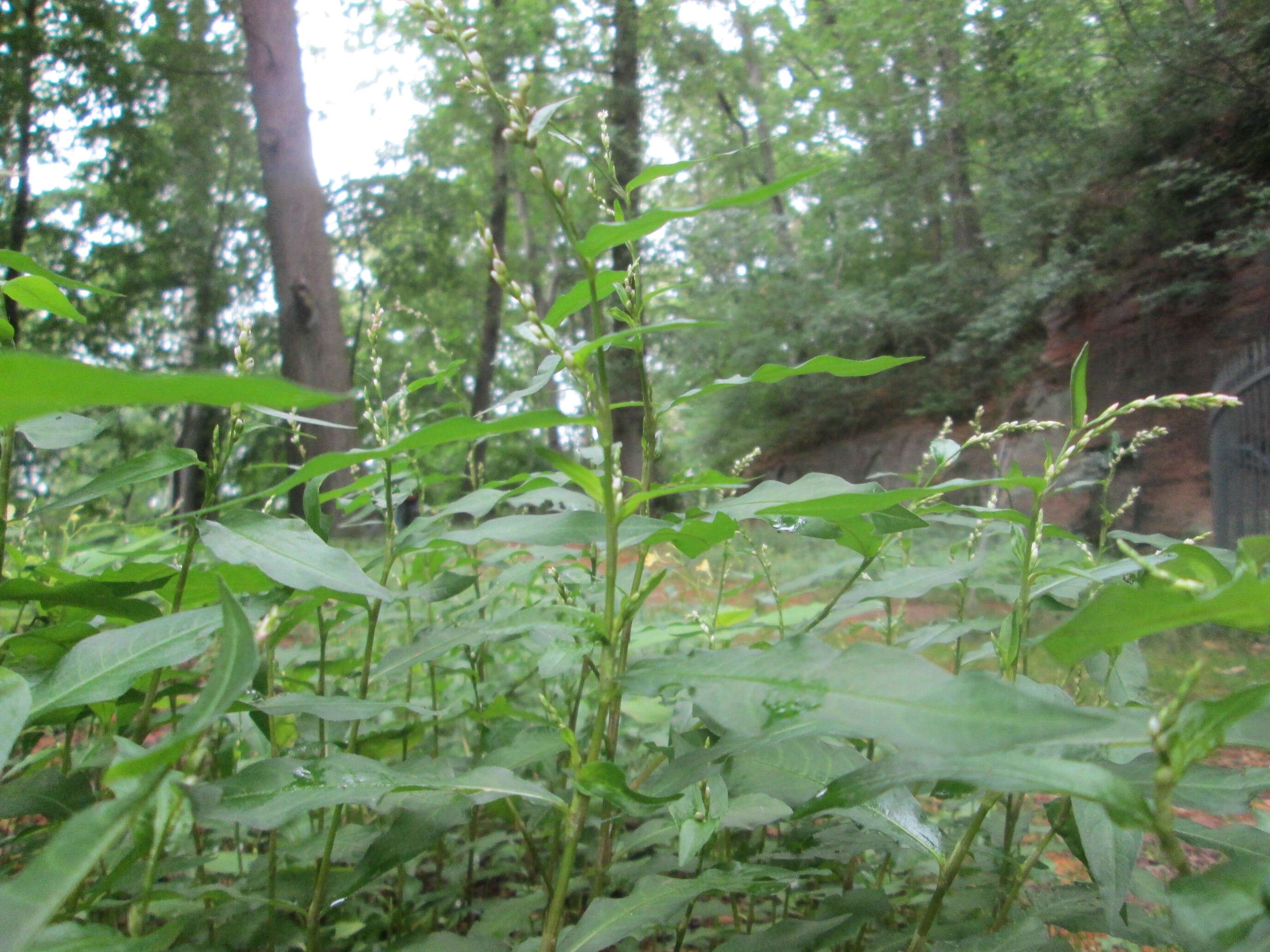 Image of Water-pepper