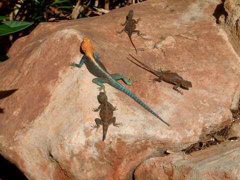 Image of Kenya Rock Agama