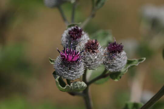 Image of woolly burdock