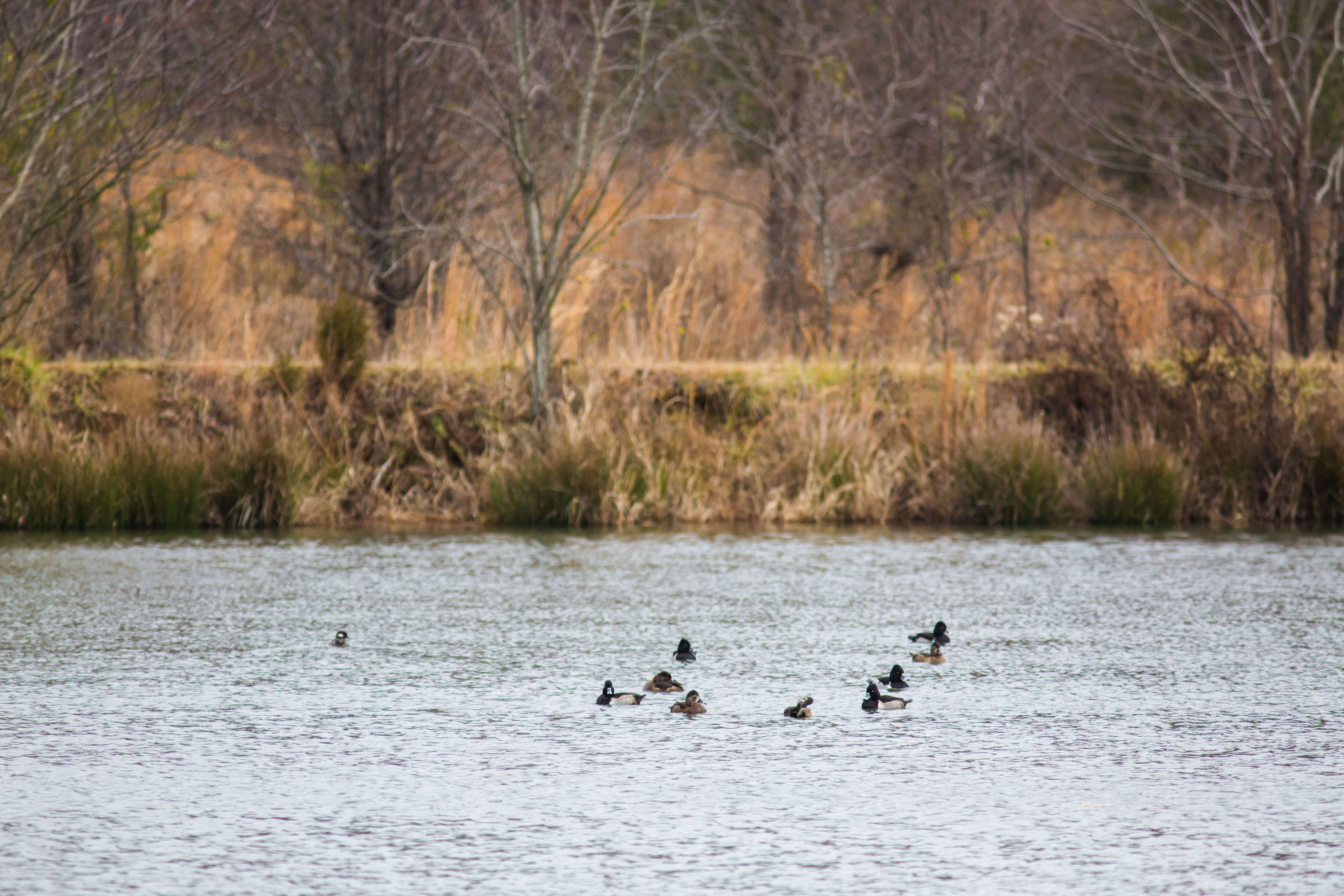 Image of Ring-necked Duck