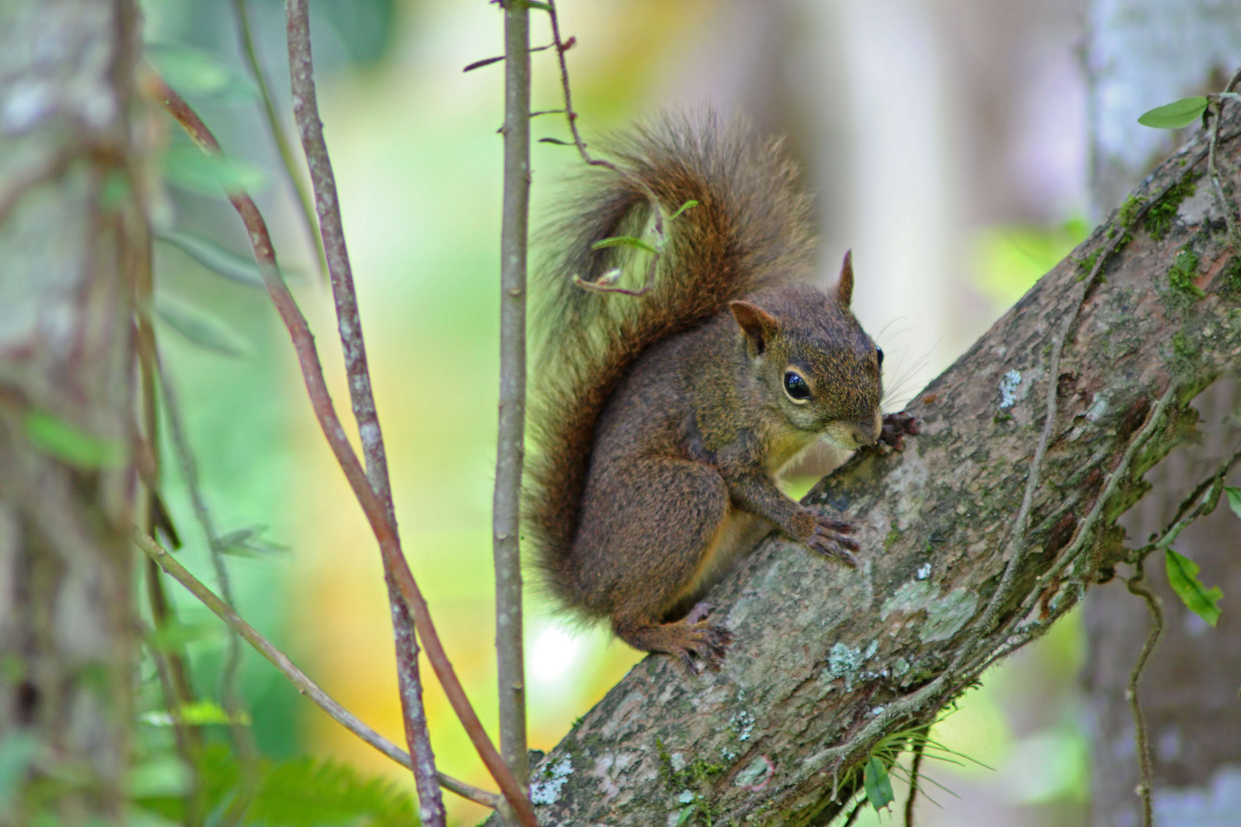 Image of Guianan Squirrel