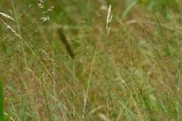 Image de Agrostis commun