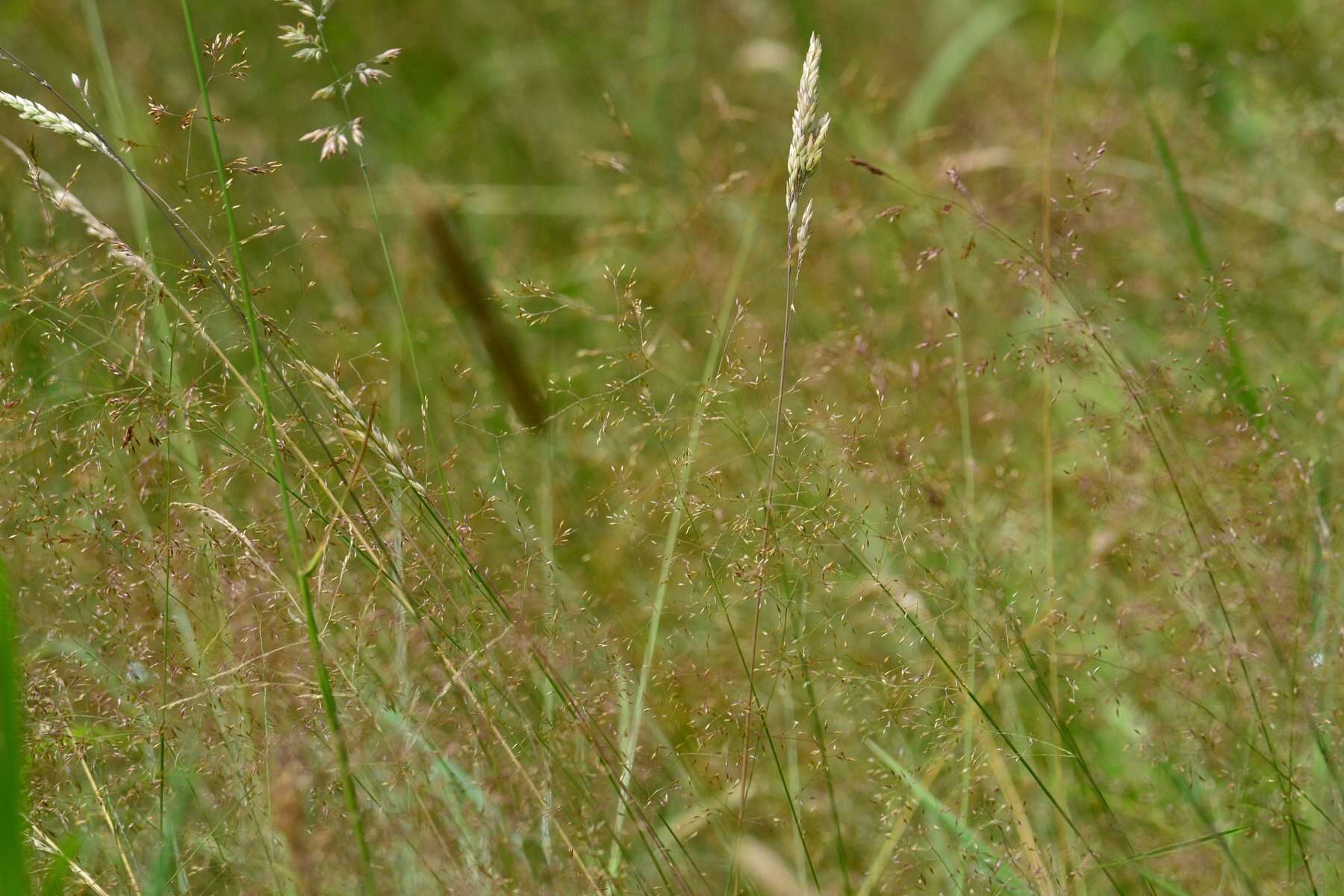 Image de Agrostis commun