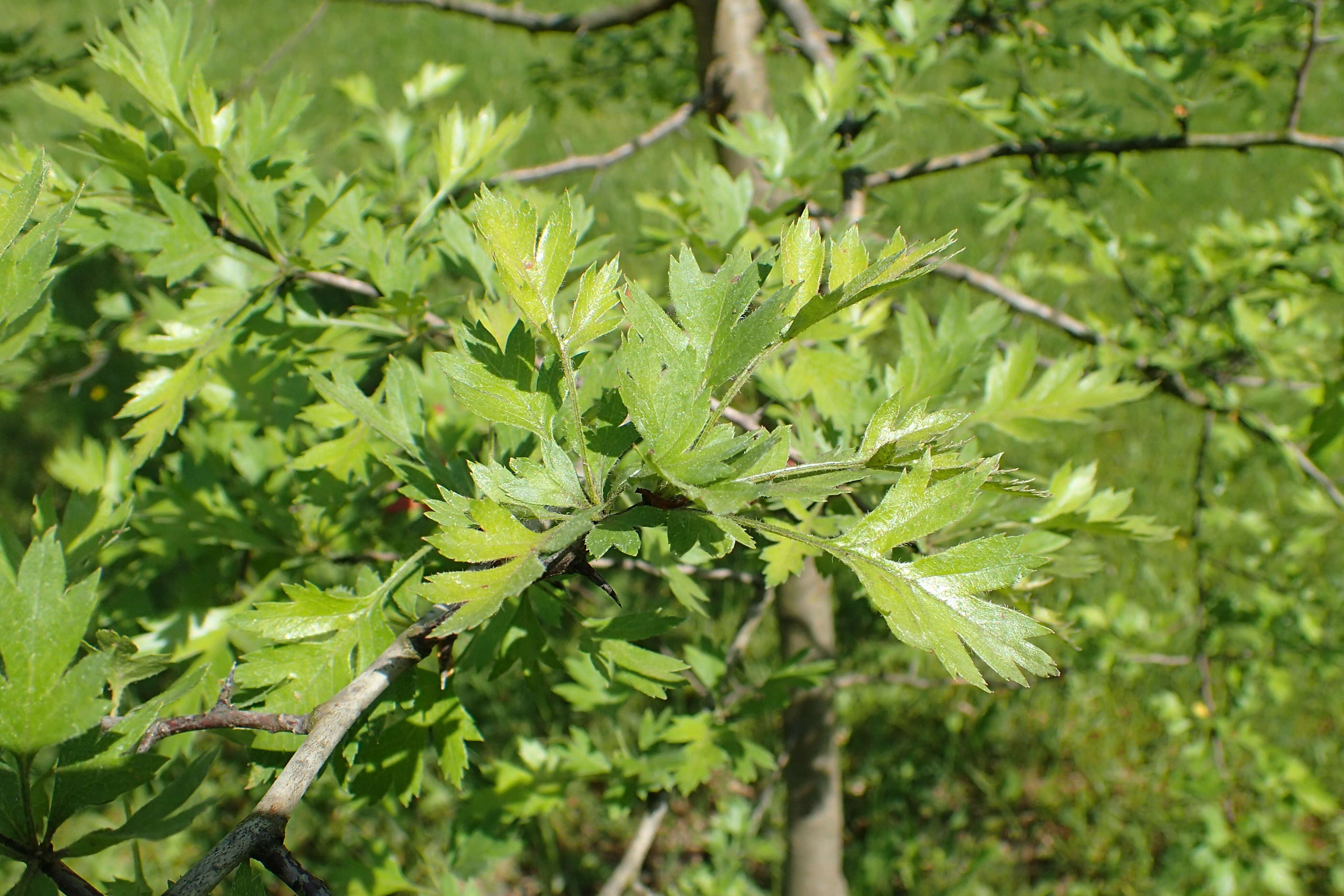 Image of Crataegus microphylla C. Koch