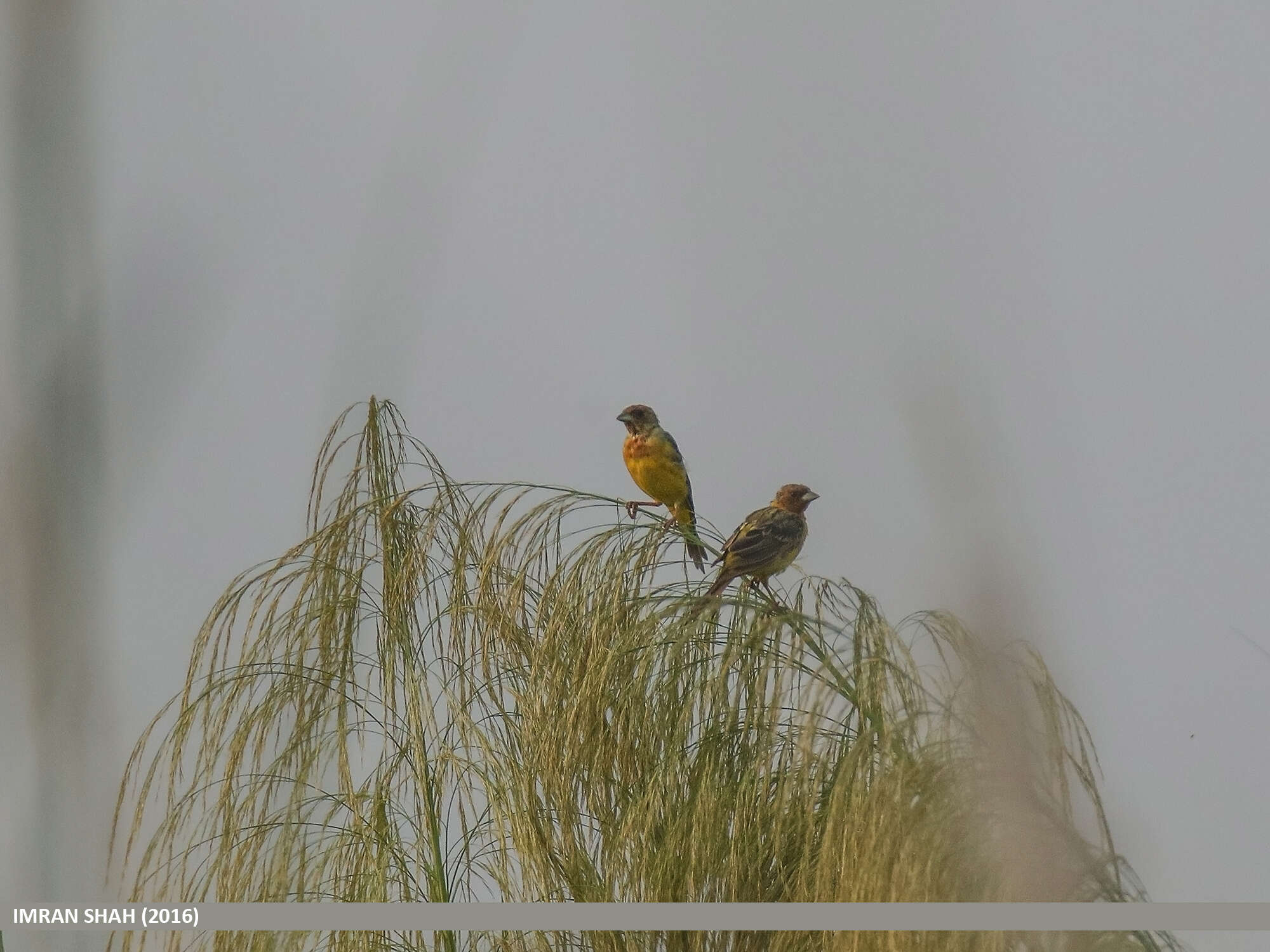 Image of Brown-headed Bunting