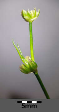 Juncus bulbosus L. resmi