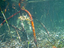 Image of red mangrove