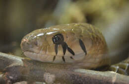 Image of Central American Indigo Snake