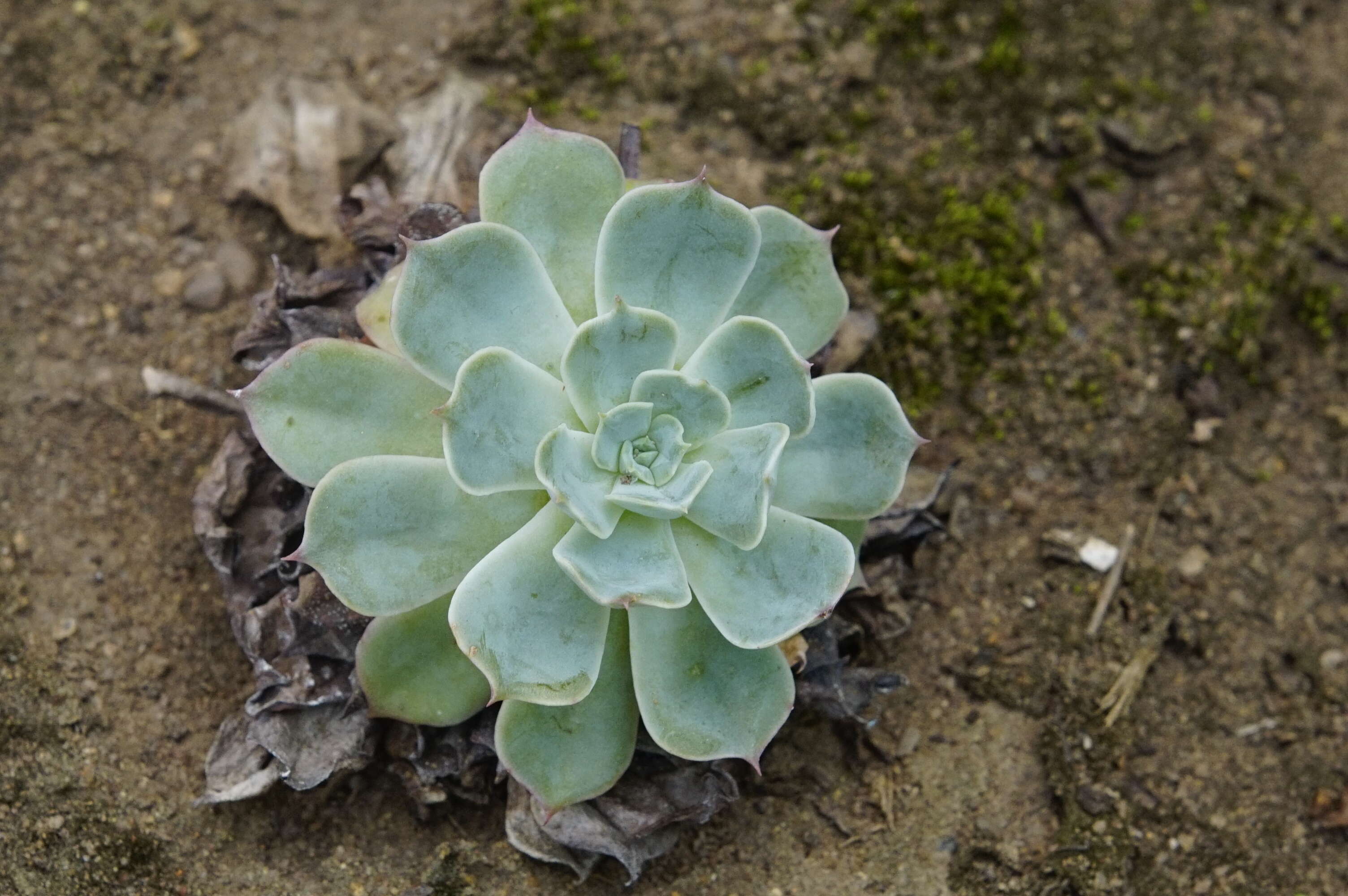 Image of hens and chicks