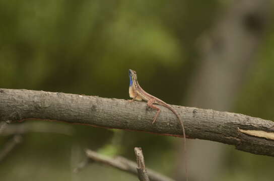 Image of Fan Throated Lizard