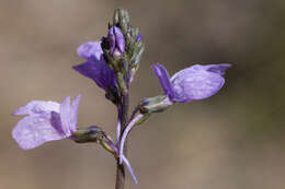 Image of Texas toadflax