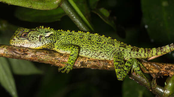 Image of Canelos Woodlizard