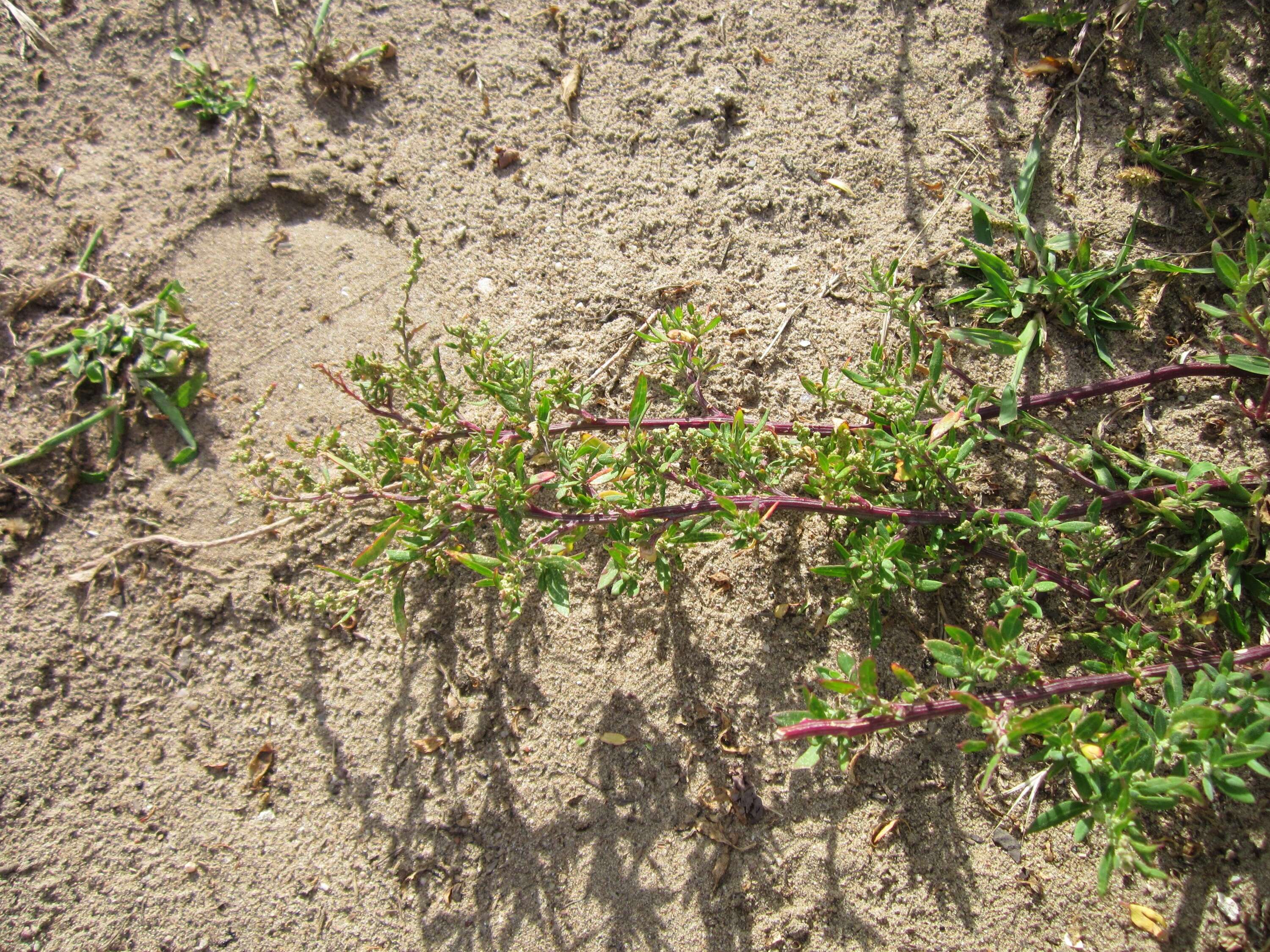 Imagem de Chenopodium album L.