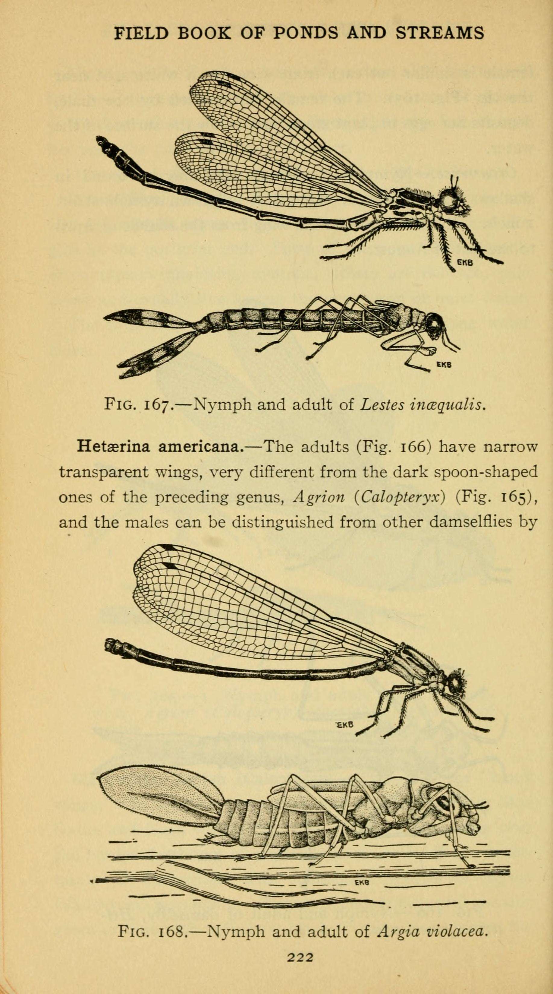 Imagem de Lestes inaequalis Walsh 1862