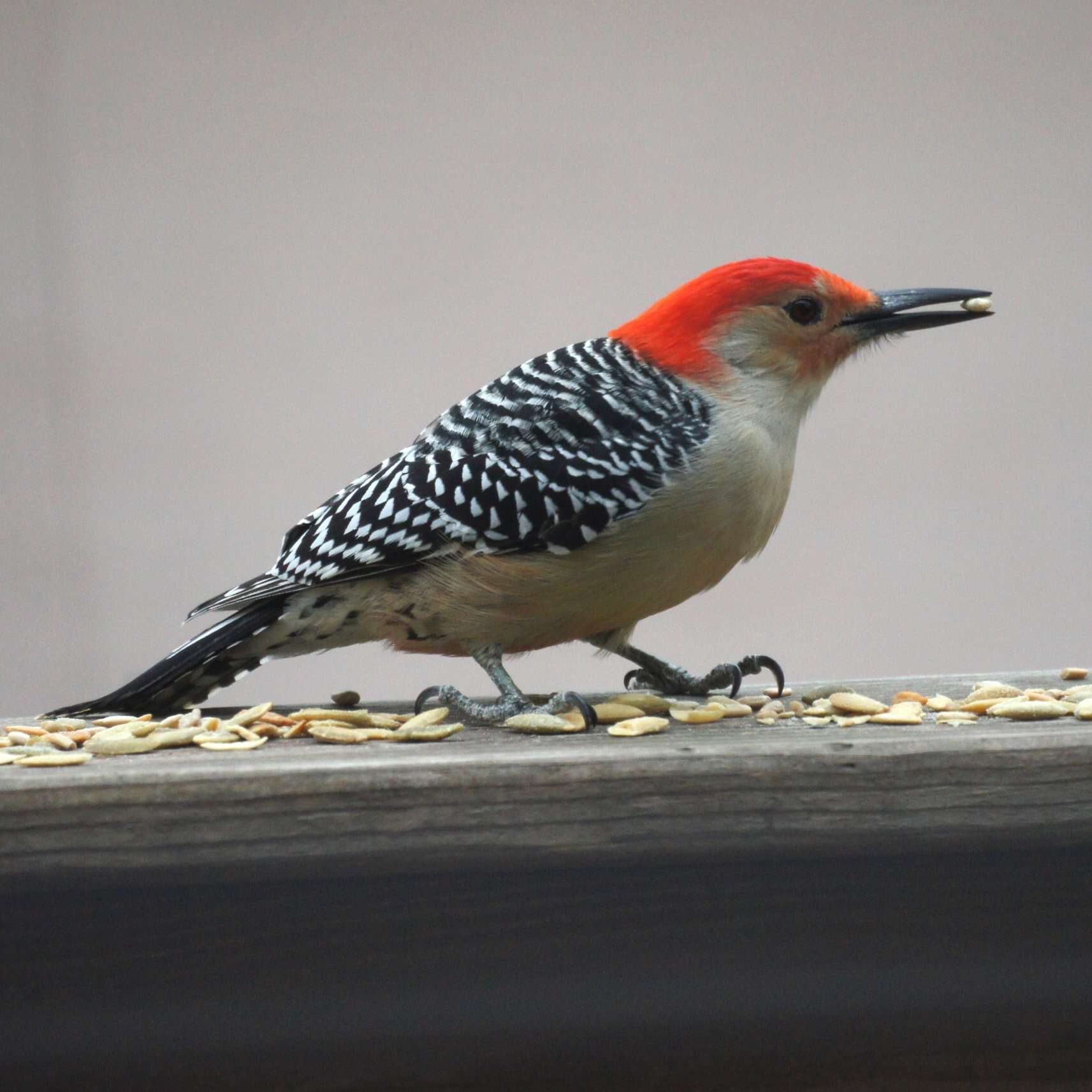 Image of Red-bellied Woodpecker