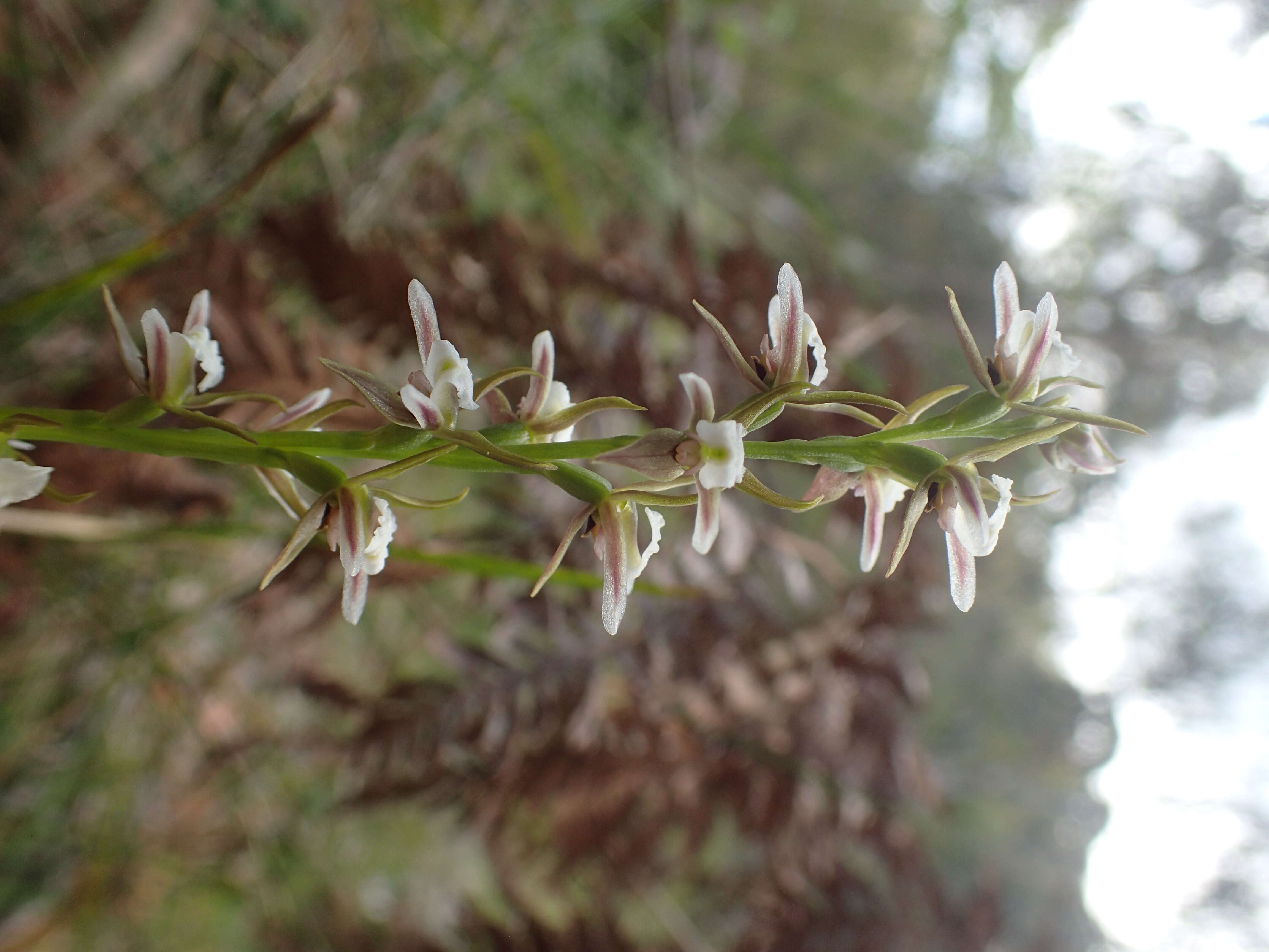 Image of Prasophyllum basalticum