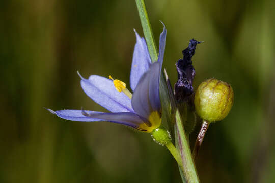 Image of strict blue-eyed grass