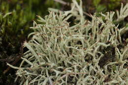 Image of Thorn cladonia