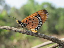 Image of Acraea terpsicore