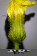 Image of marsh sow-thistle