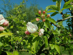 Image of Malus sieversii (Ledeb.) Roem.