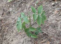 Imagem de Sambucus racemosa L.