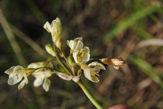 Image of slender false garlic