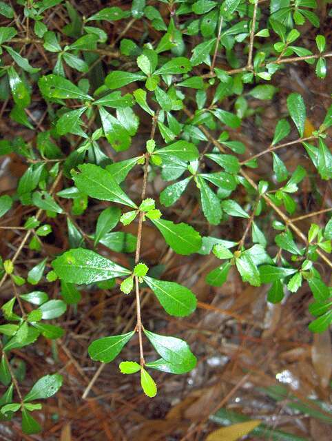 Image de Viburnum obovatum Walt.