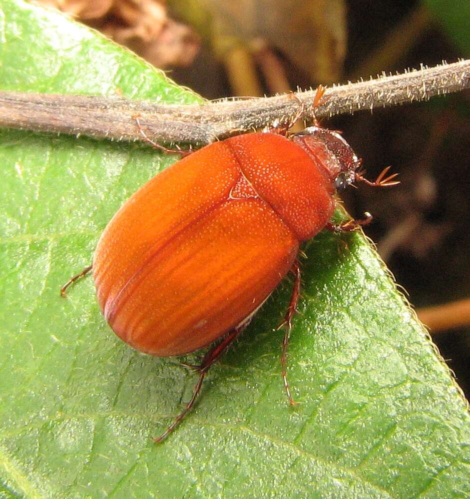 Image of Asiatic Garden Beetle