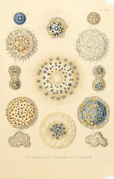 Collosphaera Müller 1859的圖片