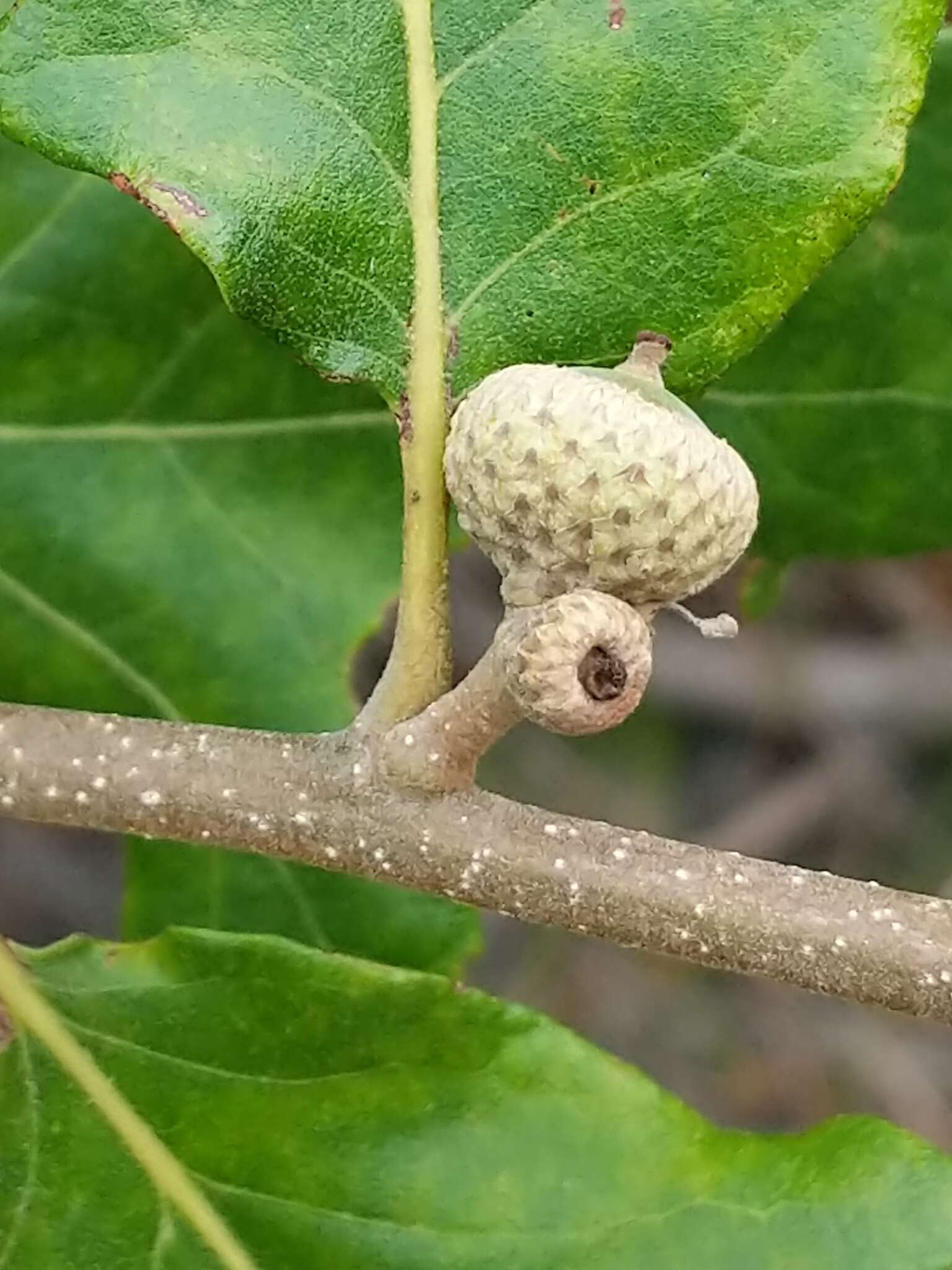 Sivun Quercus stellata Wangenh. kuva