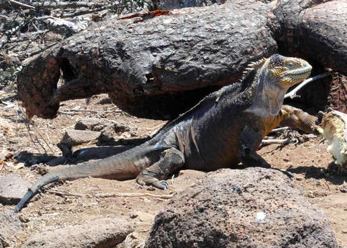 Image of Galapagos Land Iguana