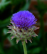 Image of cardoon