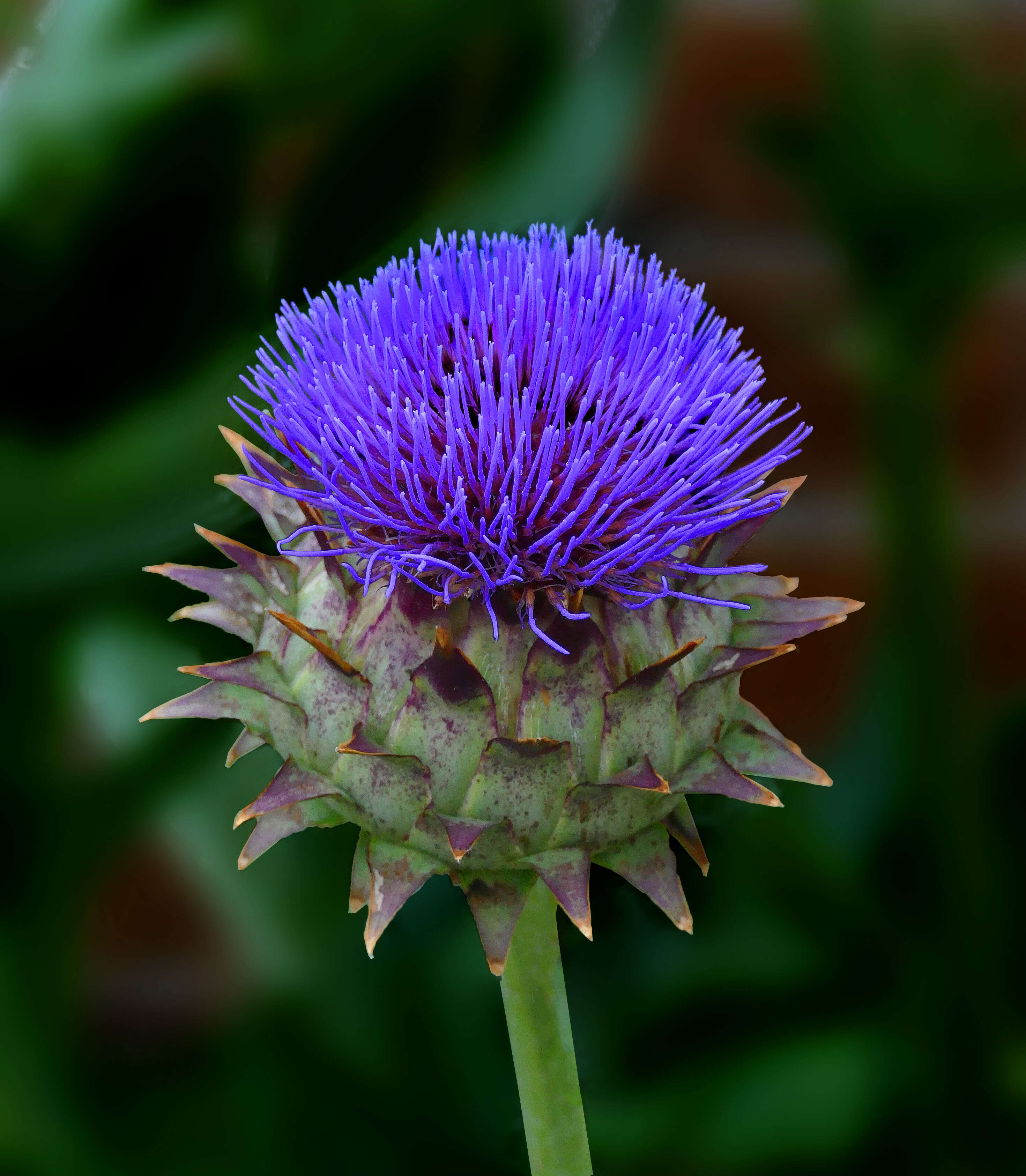 Image of cardoon