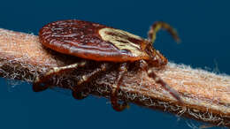 Image of American dog tick