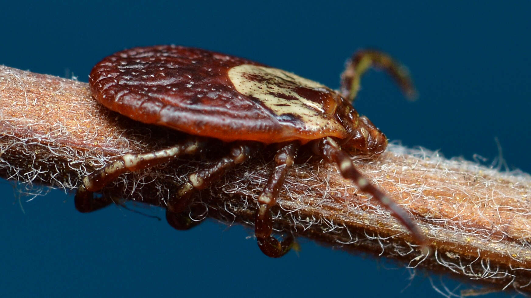 Image of American dog tick