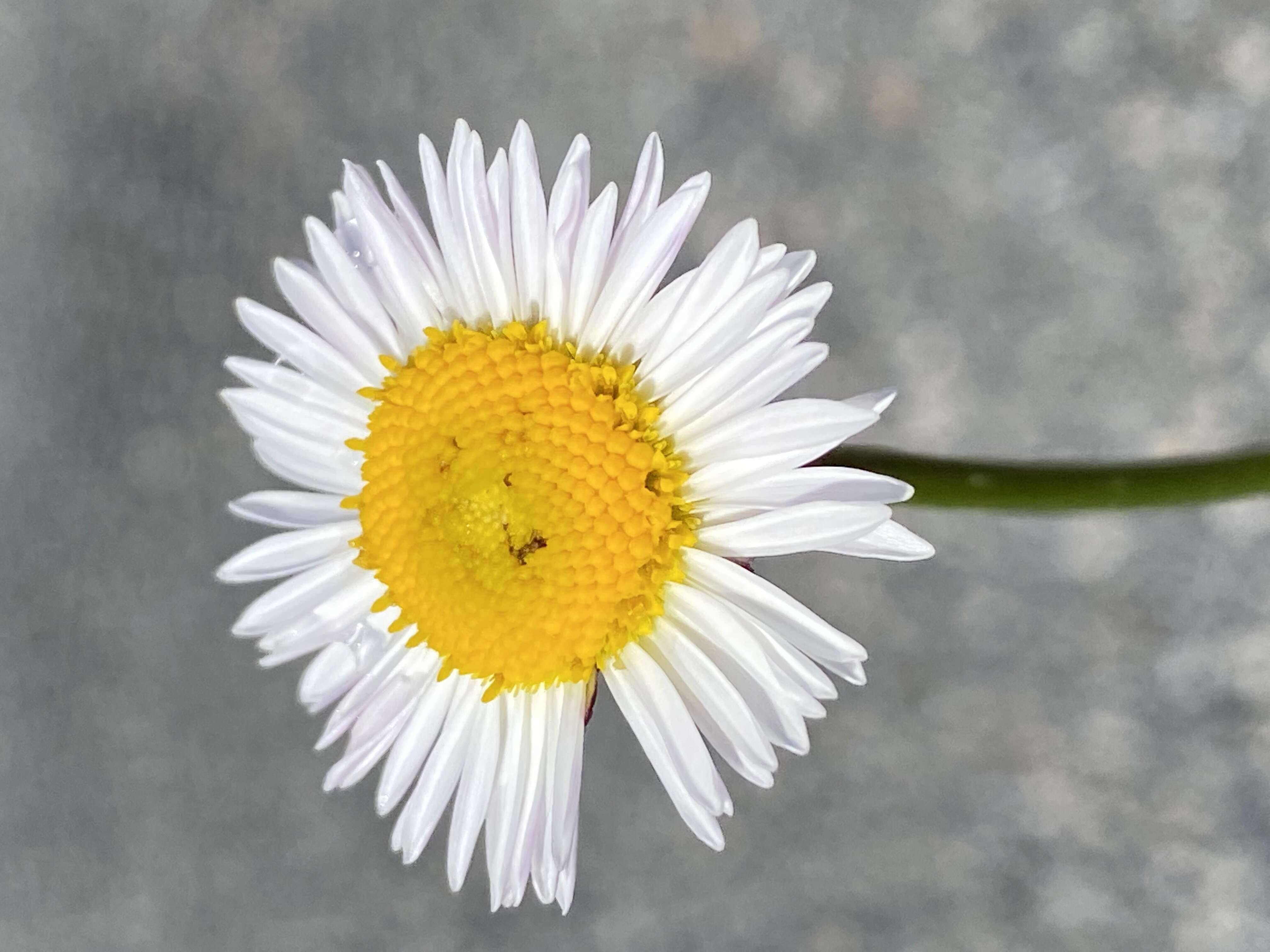 Image of Brachyscome nivalis F. Müll.