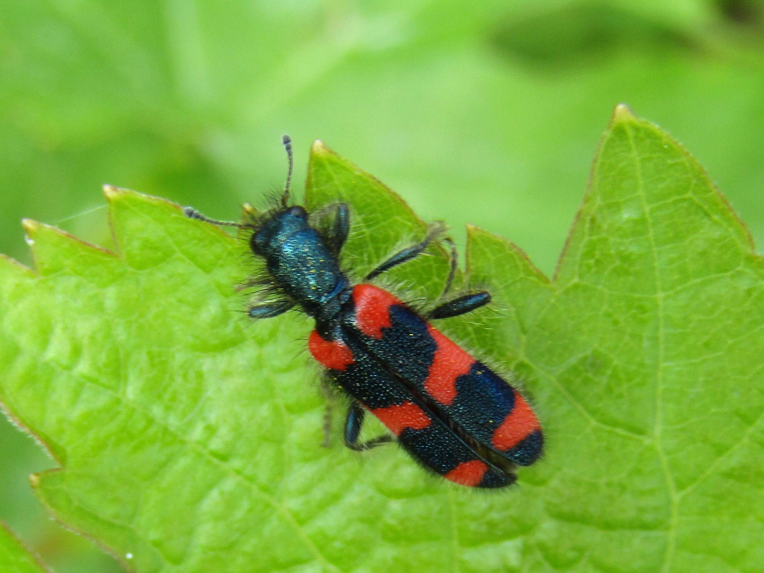 Image of Trichodes alvearius